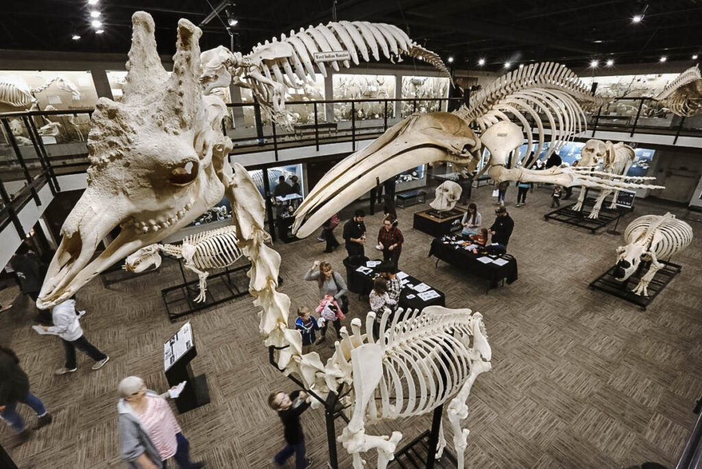 Osteology Museum In Oklahoma City