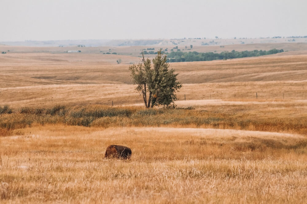 Bison In Badlands National Park
