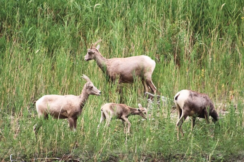 Bighorn Sheep on Salmon Scenic Byway near Challis in Central Idaho.
