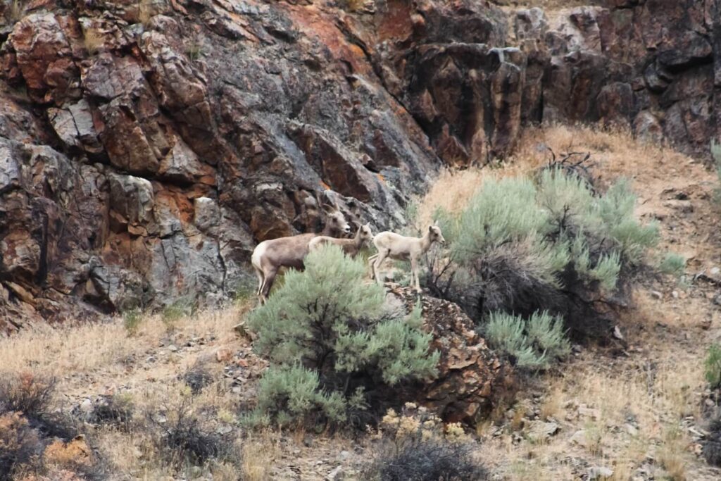 Wild Bighorn Sheep climbing a rocky cliff near Salmon River Scenic Byway in Idaho.