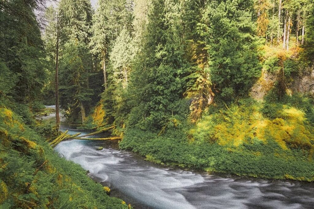 The clear, fast-moving waters of the McKenzie River, lined by dense pine forest in Central Oregon.