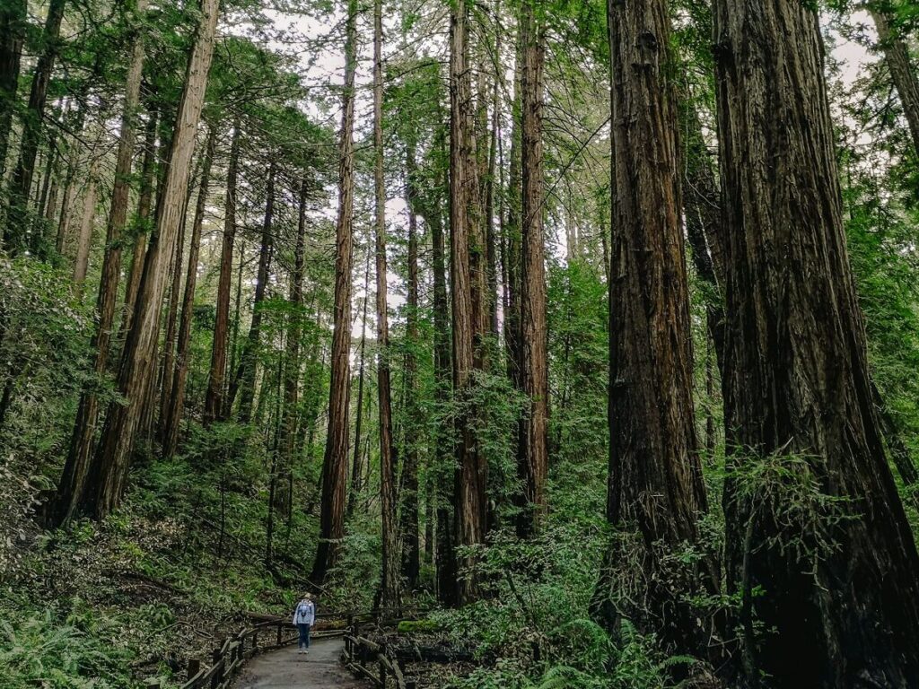 Muir Woods National Monument in Northern California is close enough to take a day trip to from San Francisco.