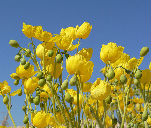 Las Vegas Bearpoppies at Thule Springs National Monument in Nevada.