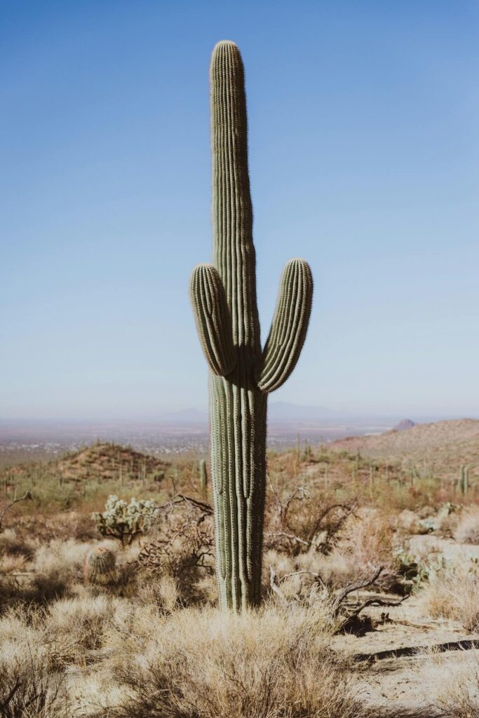 Sagauro National Park in Arizona, USA.