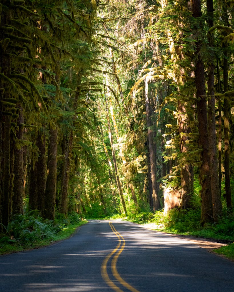 Driving through Hoh Rainforest on the Pacific Coast Scenic Byway, Washington.