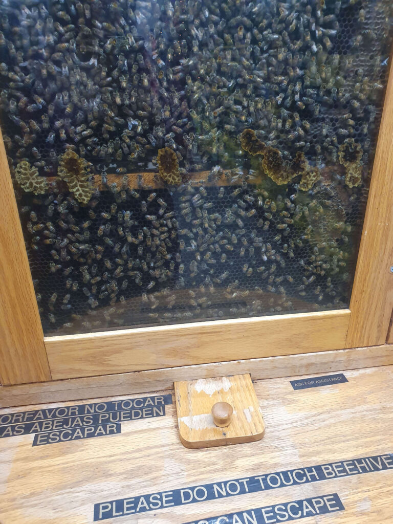 Honey bees at Bennett's Honey Farm shop in Fillmore, California.
