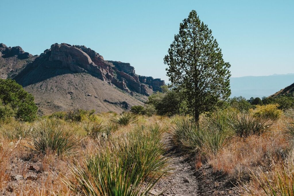Big Bend National Park, West Texas.