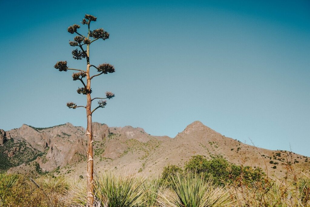 Pine Canyon Hiking Trail at Big Bend National Park in Texas.