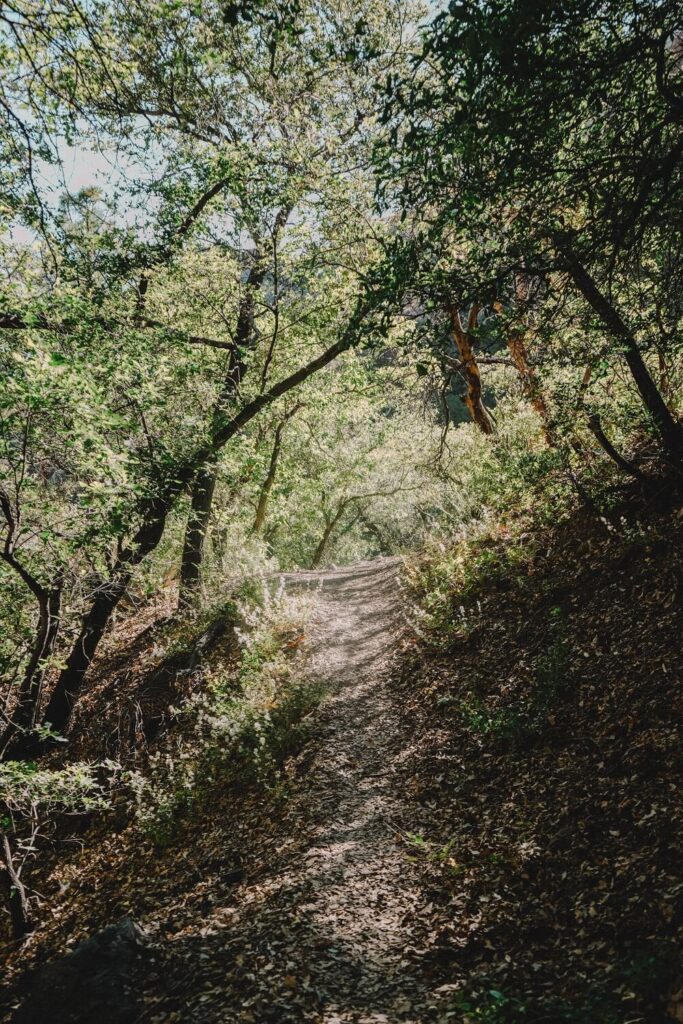 Pine Canyon Trail, Big Bend National Park.
